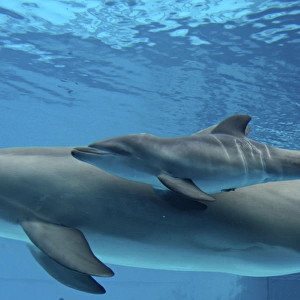 Bottlenose Dolphin - Newborn Baby / Calf dolphin