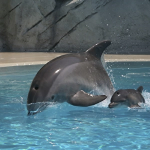 Bottlenose Dolphin - Newborn Baby / Calf first
