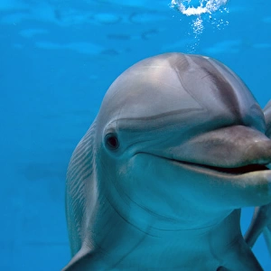 Bottlenose Dolphin - two swimming underwater