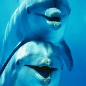 Indo-Pacific Bottlenose Dolphin