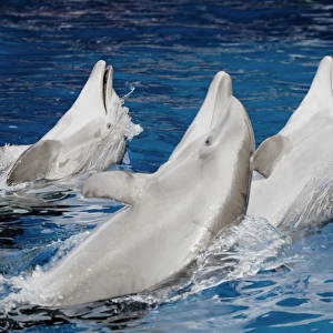 Bottlenose dolphins - 3 together swimming backwards