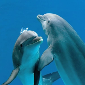 Bottlenose dolphins - pair dancing underwater