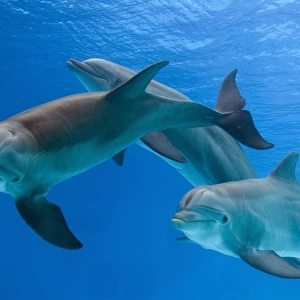 Bottlenose Dolphins - three underwater