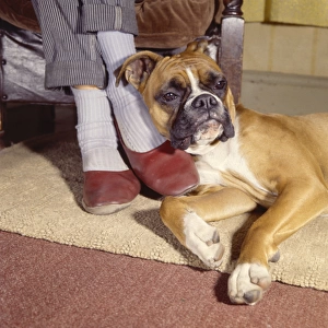 Boxer dog relaxing by Mums feet