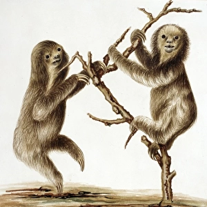 Bradypus tridactylus, pale-throated three-toed sloth