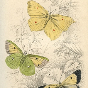 Brimstone Butterflies