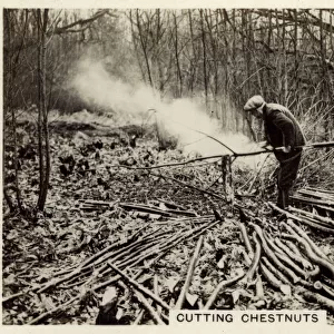 British Countryside - Cutting Chestnuts