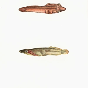 Broad-Finned, Tail-Spotted, and One-Spotted Goby