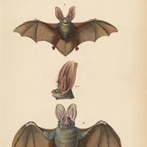Megadermatidae Greetings Card Collection: Yellow-winged Bat