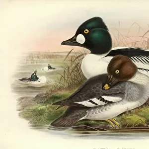 Ducks Canvas Print Collection: Common Goldeneye