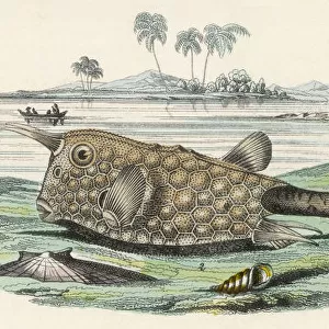 BULL FISH / 1860