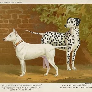 Bull Terrier & Dalmatian