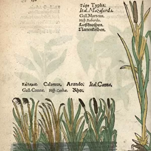 Bulrush, Typha latifolia, and sweetflag, Acorus calamus