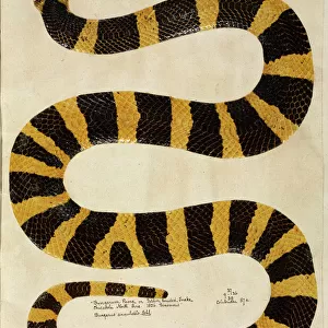 Snakes Collection: Krait