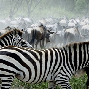 Burchells / Plains / Common Zebras and Wildebeests