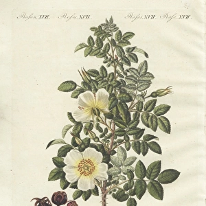 Burnet rose, Rosa spinosissima flore flavo