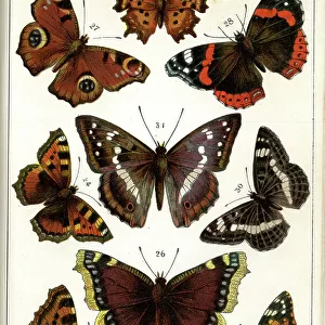 Butterflies and Moths, Plate 4, Papiliones, Nymphalidae