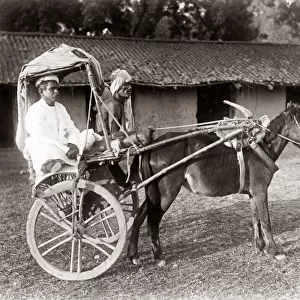 C. 1890s India - pony and trap hackney carriage cab