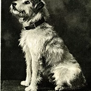 Caesar, Wire Fox Terrier, King Edward VIIs dog