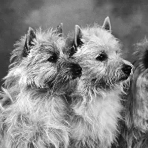 THREE CAIRNS TERRIERS