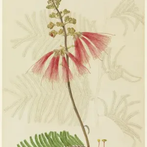 Calliandra sp.