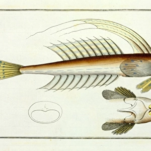 Callionymus lyra or the Gemmeous dragnet