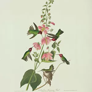 Apodiformes Glass Coaster Collection: Hummingbirds