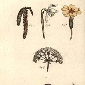 Calyx examples: primrose, snowdrop, hazel