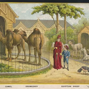 Camels and Lamas Zoo