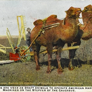 Camels pull harvester - Southern Russia