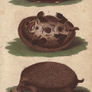 Cape or Siberian Mole and common hedgehog
