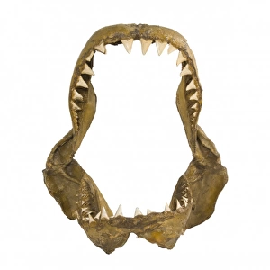 Carcharodon carcharias, great white shark jaw bones