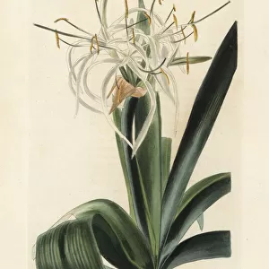 Caribbean spider-lily, Hymenocallis caribaea