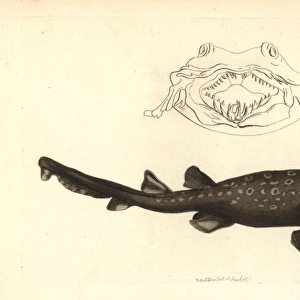 Carpet shark or spotted wobbegong, Orectolobus maculatus