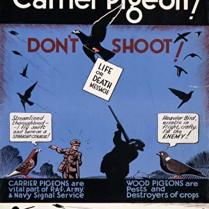 Carrier Pigeon poster