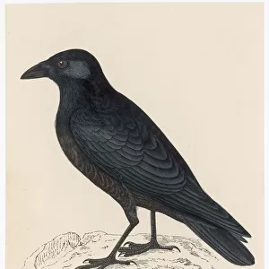 Crows And Jays Collection: Carrion Crow