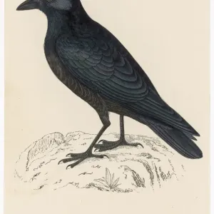 Carrion Crow Print, a detailed illustration of the bird