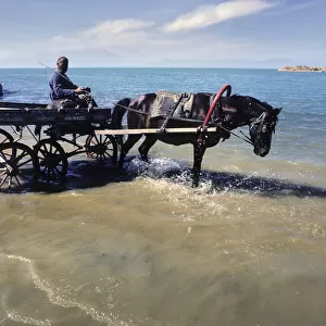 A carter drives his horse into the water for a drink, Konya