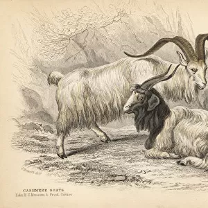 Cashmere goat, Capra hircus lanigera
