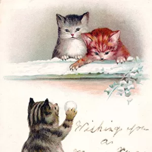 Three cats in the snow on a Christmas postcard