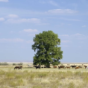 Cattle of Russian farmers grazes in steppe near