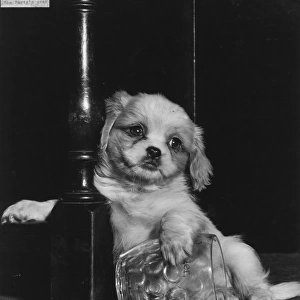 Cavalier King Charles spaniel puppy with beerglass