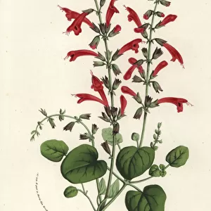 Cedar sage, Salvia roemeriana