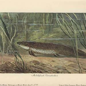 L Glass Place Mat Collection: Lungfish