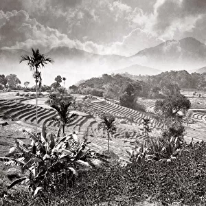 Ceylon - rice paddy fields, terraces, near Badulla