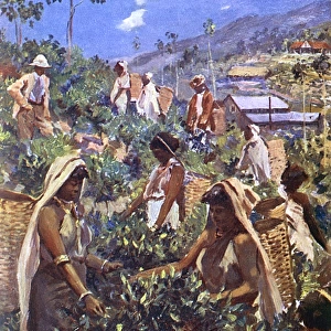 Ceylon Tea Picking