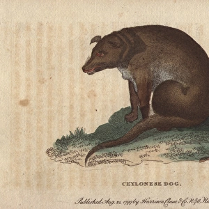 Ceylonese dog, Canis ceylonicus