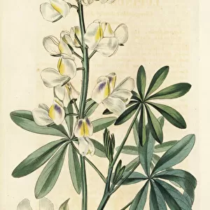 Changeable-coloured lupine, Lupinus mutabilis