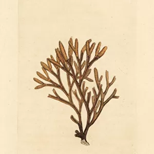 Channelled fucus, Pelvetia canaliculata