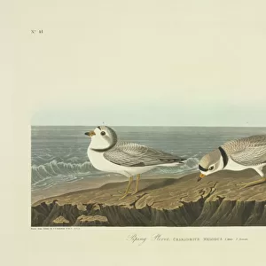 Charadriidae Glass Frame Collection: Collared Plover